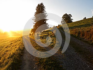 Crossroads by sunrise country road forks into two ways photo