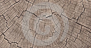 Crosssection of Exposed Tree Trunk Rings