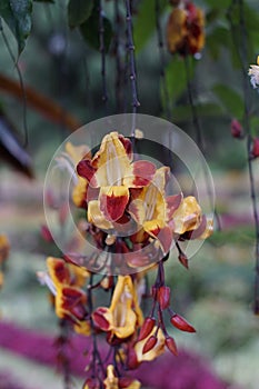 The crossvine flowers