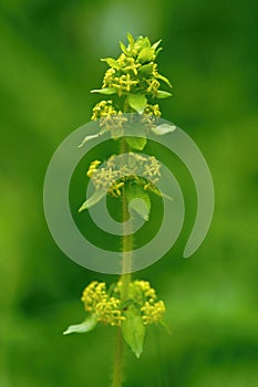 Crosswort or Smooth bedstraw (Cruciata laevipes)