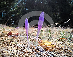 Crosus flowers and other spring flowers in grass in garden.