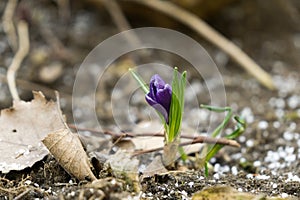 Crosus flowers and other spring flowers in grass in garden.