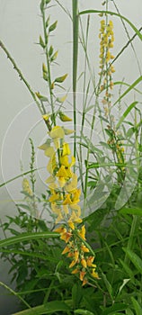 Crotalaria or commonly called orok orok flower, a type of pea plant that usually grows on the edge of the forest photo