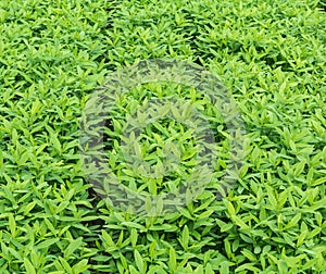 Crotalaria, cover crop keeps soil moisture photo