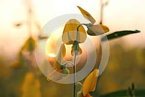 Crotalaria flower yellow background sun goes down.