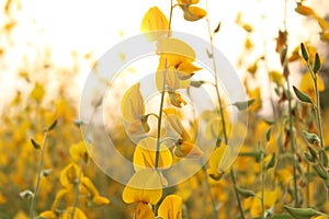 Crotalaria flower yellow background sun goes down.