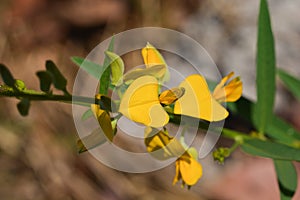Crotalaria flowers photo