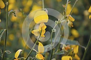 Crotalaria juncea