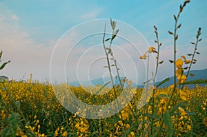 Crotalaria juncea