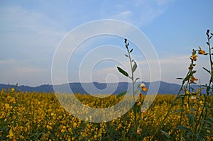 Crotalaria juncea