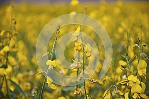 Crotalaria juncea