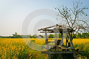 Crotalaria juncea in the field