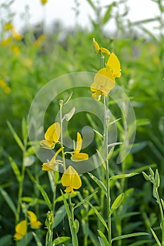 Crotalaria juncea in the field