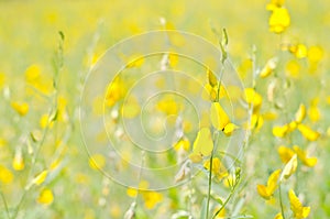 Crotalaria juncea in the field