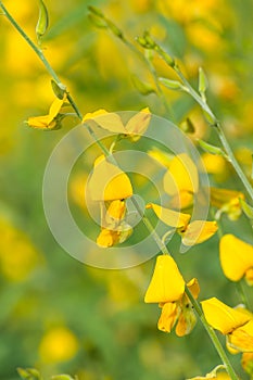 Crotalaria juncea photo