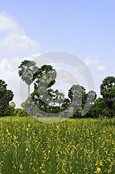 Crotalaria juncea in the field photo