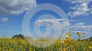 Crotalaria juncea field with cloud and blue sky