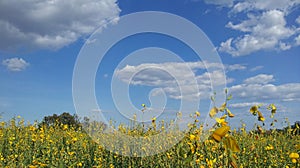 Crotalaria juncea field with cloud and blue sky