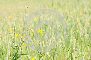 Crotalaria juncea flower