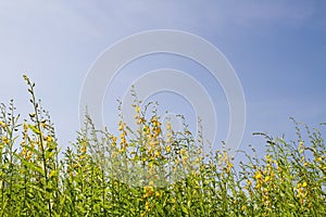 Crotalaria juncea flower