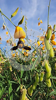Crotalaria juncea flowers and a beetle