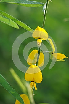 Crotalaria juncea (orok-orok, lambau). This plant is usually used for fertilizer and has the potential to be bio-fuel