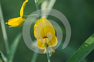 Crotalaria juncea (orok-orok, lambau). This plant is usually used for fertilizer and has the potential to be bio-fuel