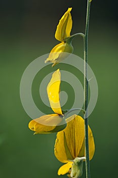 Crotalaria juncea (orok-orok, lambau). This plant is usually used for fertilizer and has the potential to be bio-fuel