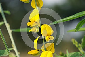 Crotalaria juncea (orok-orok, lambau). This plant is usually used for fertilizer and has the potential to be bio-fuel