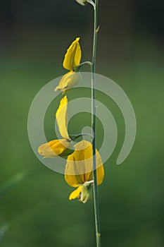 Crotalaria juncea (orok-orok, lambau). This plant is usually used for fertilizer and has the potential to be bio-fuel