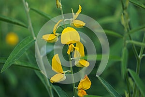 Crotalaria juncea (orok-orok, lambau). This plant is usually used for fertilizer and has the potential to be bio-fuel