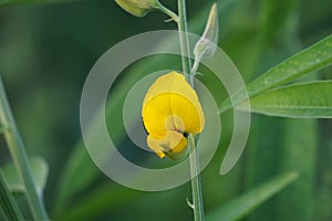 Crotalaria juncea (orok-orok, lambau). This plant is usually used for fertilizer and has the potential to be bio-fuel