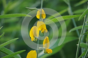 Crotalaria juncea (orok-orok, lambau). This plant is usually used for fertilizer and has the potential to be bio-fuel