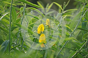 Crotalaria juncea (orok-orok, lambau). This plant is usually used for fertilizer and has the potential to be bio-fuel