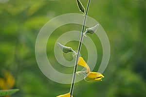 Crotalaria juncea (orok-orok, lambau). This plant is usually used for fertilizer and has the potential to be bio-fuel