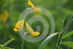 Crotalaria juncea (orok-orok, lambau). This plant is usually used for fertilizer and has the potential to be bio-fuel