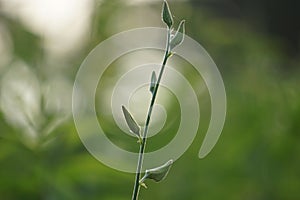 Crotalaria juncea (orok-orok, lambau). This plant is usually used for fertilizer and has the potential to be bio-fuel