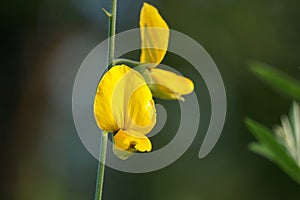 Crotalaria juncea (orok-orok, lambau). This plant is usually used for fertilizer and has the potential to be bio-fuel