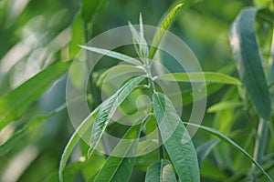 Crotalaria juncea (orok-orok, lambau). This plant is usually used for fertilizer and has the potential to be bio-fuel