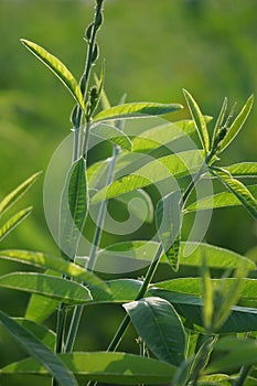 Crotalaria juncea (orok-orok, lambau). This plant is usually used for fertilizer and has the potential to be bio-fuel