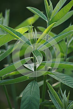 Crotalaria juncea (orok-orok, lambau). This plant is usually used for fertilizer and has the potential to be bio-fuel