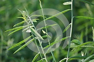 Crotalaria juncea (orok-orok, lambau). This plant is usually used for fertilizer and has the potential to be bio-fuel