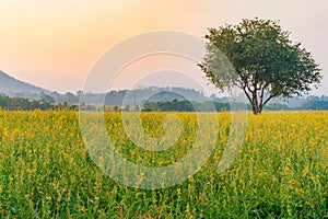 Crotalaria juncea or pummelo flower with sunrise and mountain