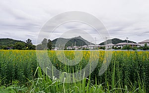 Crotalaria Juncea or Sun Hepm flower blossom at field