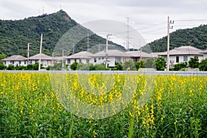 Crotalaria Juncea or Sun Hepm flower blossom at field