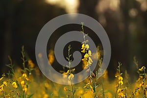 Crotalaria juncea, SunHemp is a plant that can be grown to nourish the soil and also has beautiful flowers