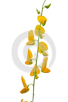 Crotalaria Juncea or sunn hemp flower