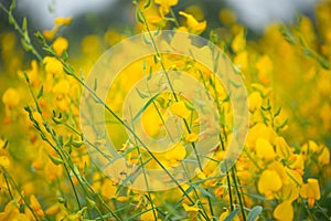 Crotalaria Juncea or sunn hemp flower