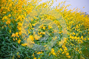 Field of Crotalaria Juncea or sunn hemp