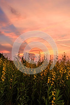 Crotalaria juncea in sunset time